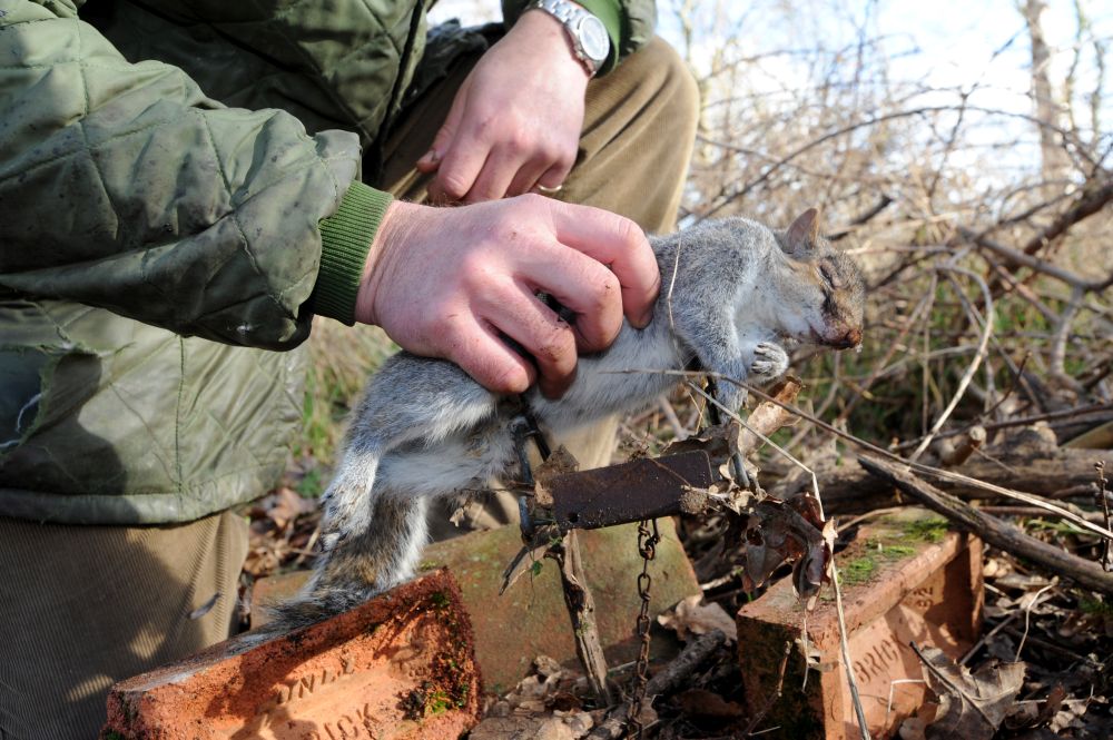 Game meat sales are flying high, in particular squirrel