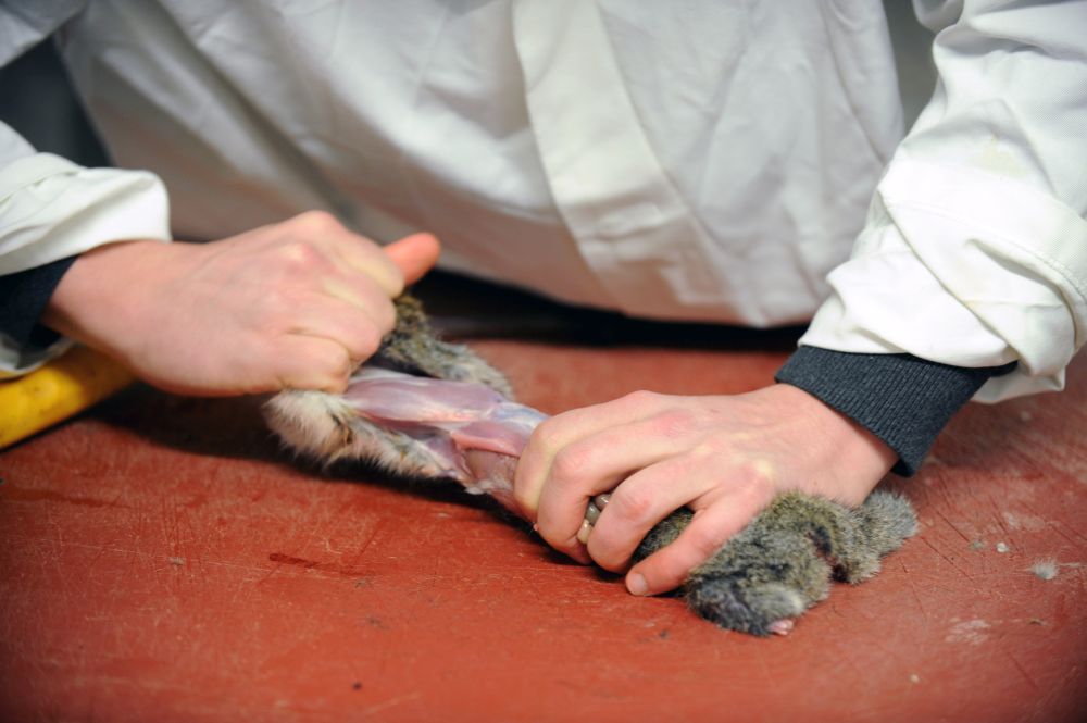 Some 41% of Brits say they haven't eaten game in past 6 months but would be interested in trying it in the future