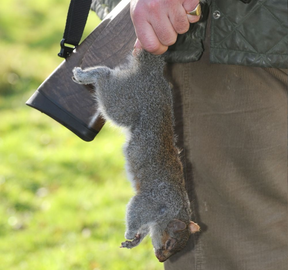 Sales of squirrel are booming for the few retailers who offer it on their shelves