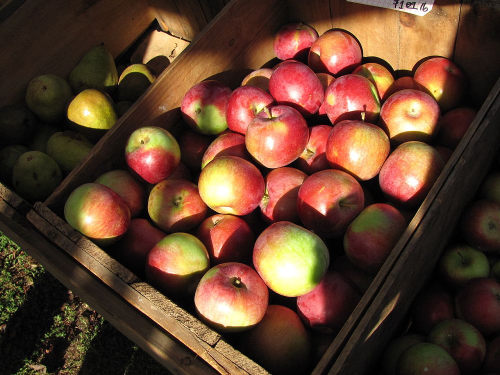 California-based startup Abundant Robotics aims to solve the shortage of farm labour with its prototype apple-picking robot