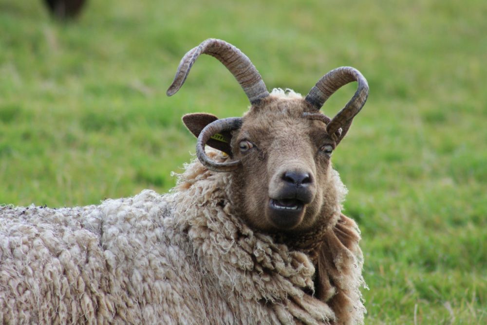 The Isle of Man is famous for, amongst other things, the Manx Loaghtan