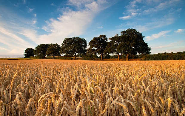 Record high for home grown wheat used for milling