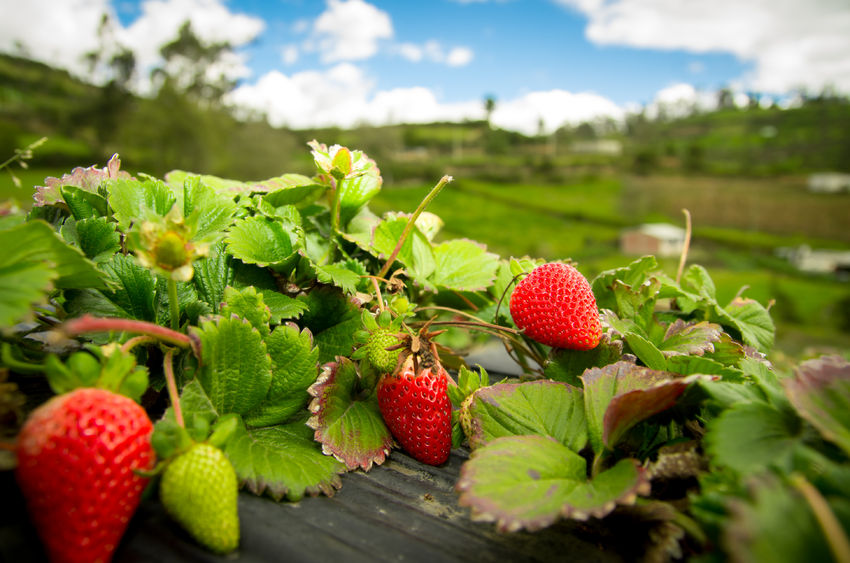 The FPJ Live was told that the UK has opportunities to grow more fruit domestically