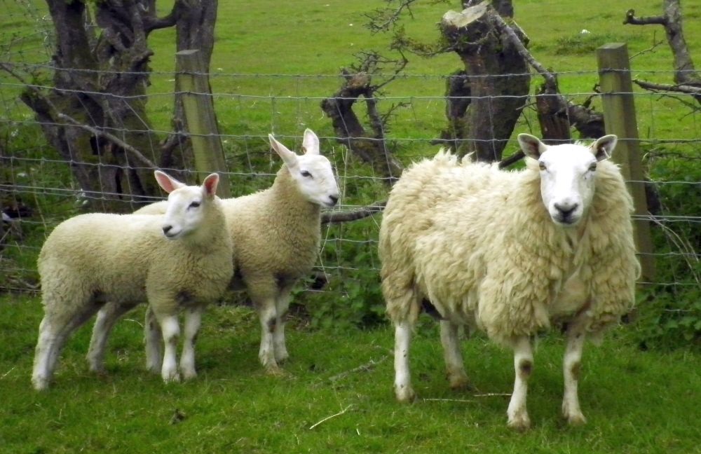 The livestock, a mixture of Cheviot and black face sheep, were taken from the farm (Stock photo)