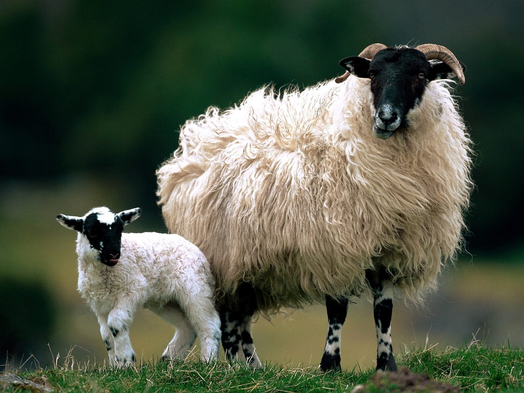 The blackfaced sheep stolen were taken from a farm on the Isle of Skye (Stock photo)