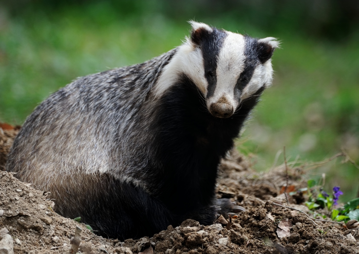 One of the greatest challenges farmers are facing in Northern Ireland is the issue of bovine TB