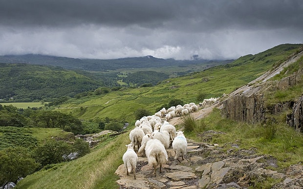 According to the manifesto, a 'good deal' for Scottish farming will depend on free trade agreements with the EU (Photo: National Trust)