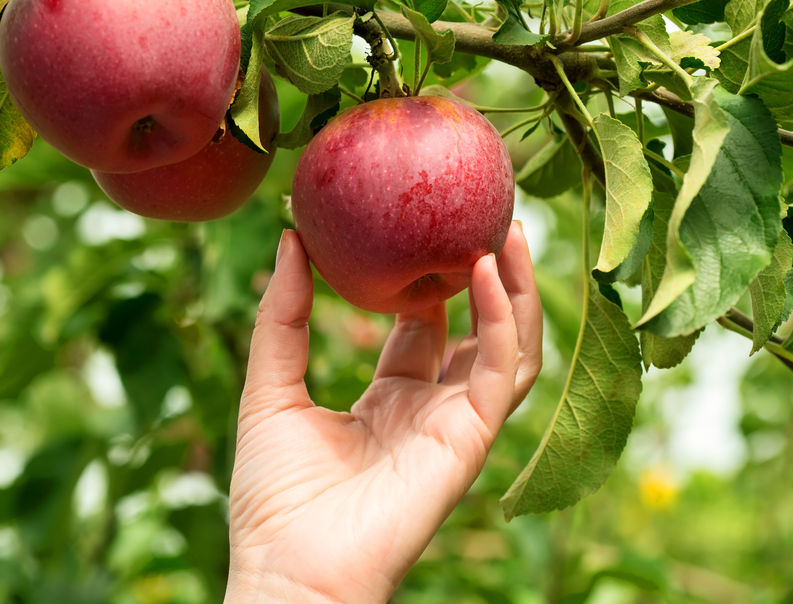 Ukip wants British students to pick fruit instead of relying on migrant labour