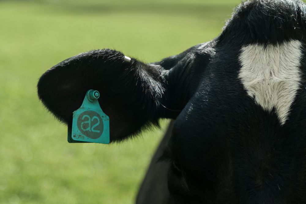 The A2 Milk Company works with farmers to hand select cows that naturally produce only A2 protein and no A1