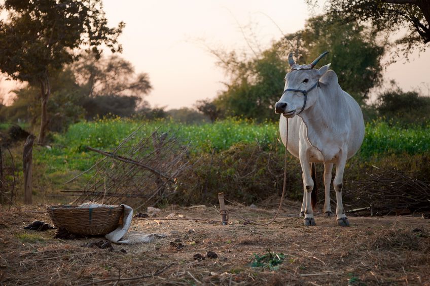 Cattle slaughter in India is a taboo subject because of the cow's status as a respected creature of God in Hinduism