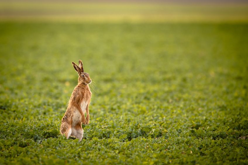 Britain’s most charismatic but threatened farmland species, the brown hare