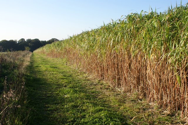 The giant Asian grass ‘elephant grass’ on Britain