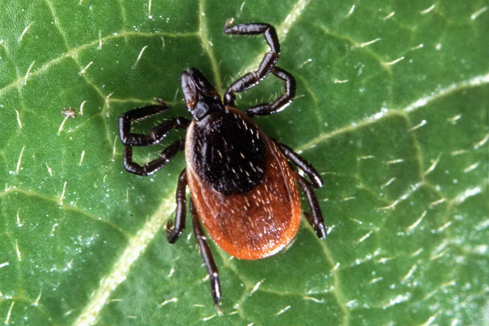 The study suggested that ticks and mosquitoes are brought on by conservation management decisions