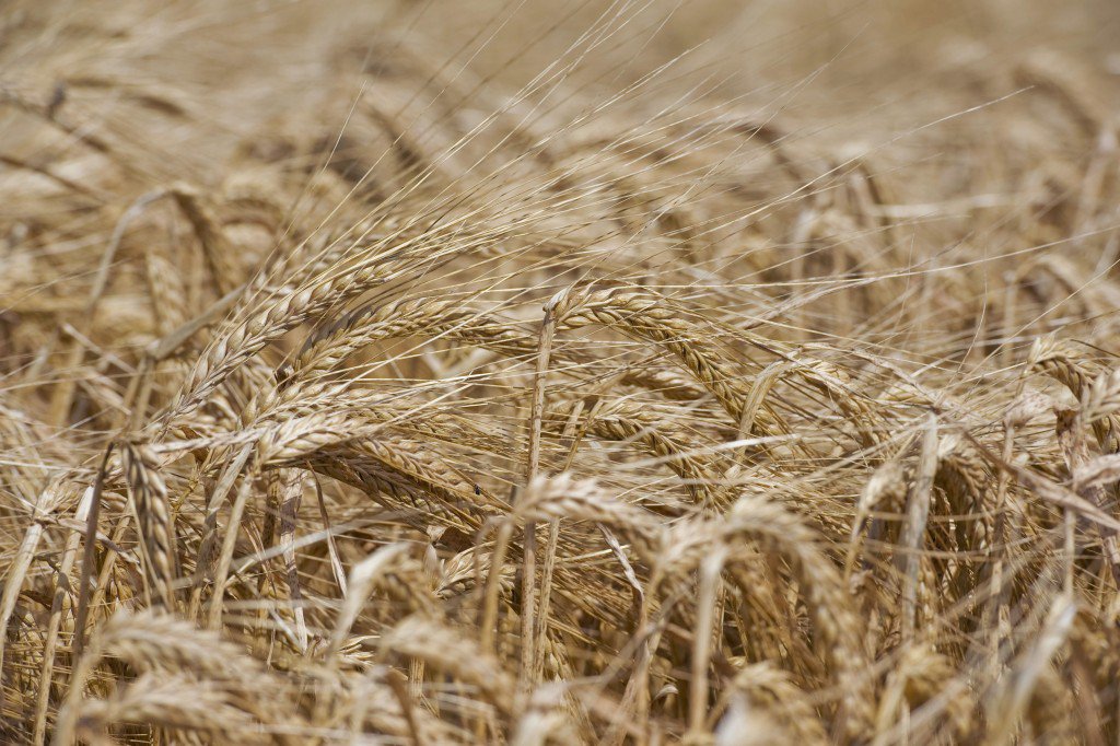 Some crops like spring barley have clearly already lost their full potential, NFU says