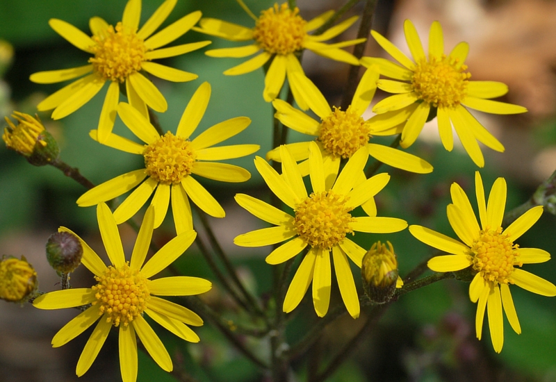Ragwort is a toxic plant harmful to horses and livestock