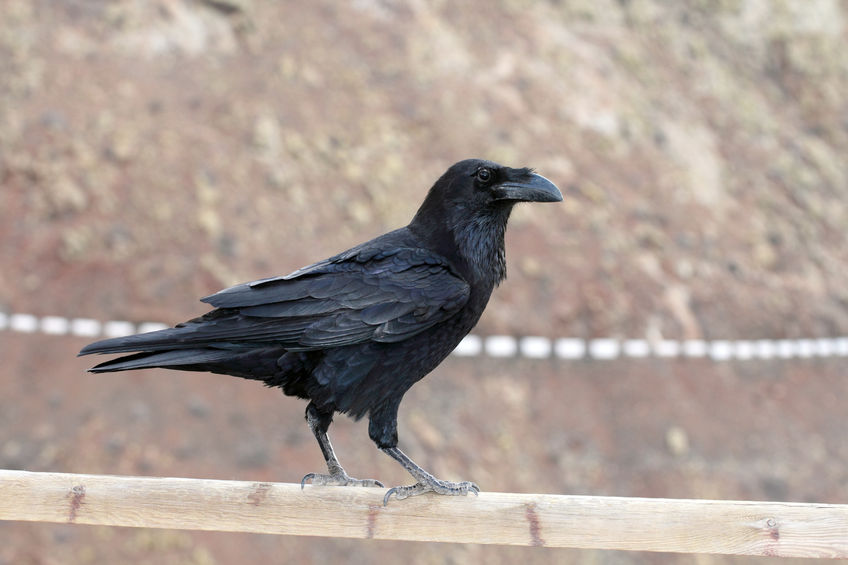 Ravens are increasingly attacking lambs (Photo: Thomas Pajot)