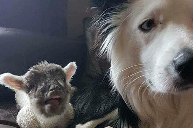 Blake the border collie alongside orphaned lamb Bella (Photo: PA)