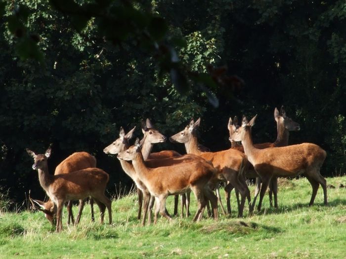 There is a growing consumer demand for venison