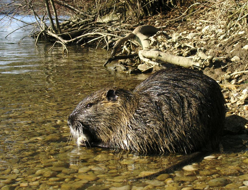The metre-long semi-aquatic rodent is native to South America (Photo: Petar Miloševic)