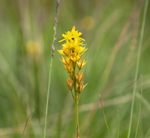 Bog asphodel is found in damp, upland areas, and is poisonous to sheep and cattle