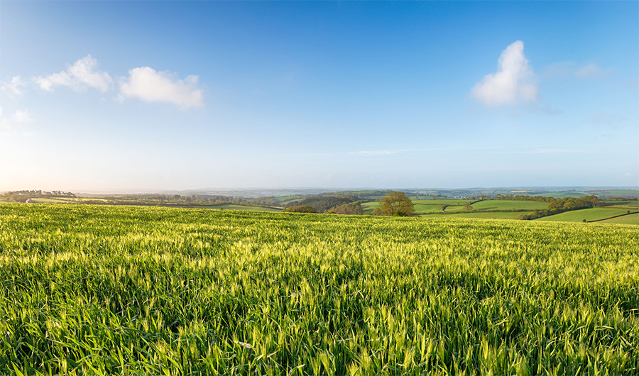 Farmland values dip as rural activity plateaus in first quarter