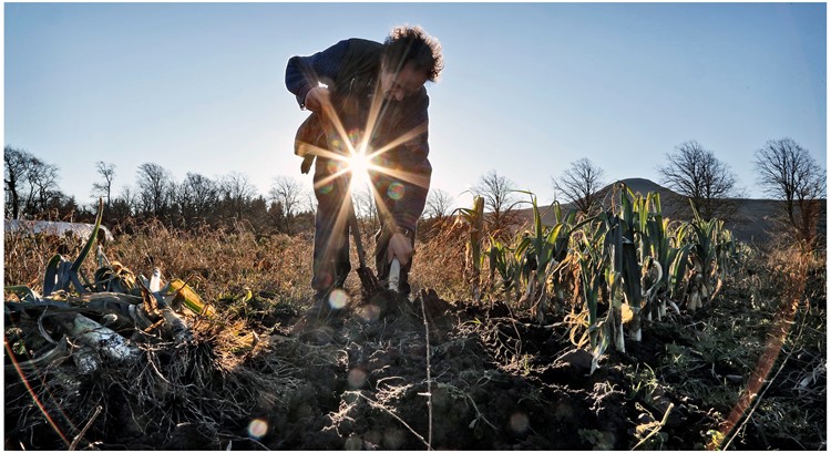 Soil Association is wanting to drive new entrants into the horticultural sector (Photo: Soil Association)