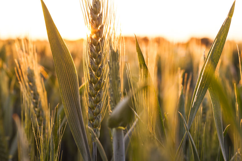 The new study has important implications for understanding how crops evolved