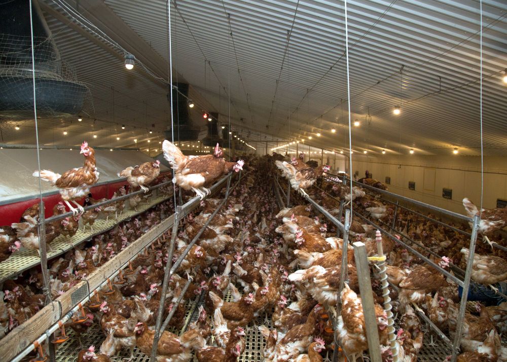 Free range egg producers are concerned about the difficulty and cost of installing aerial perching in existing sheds