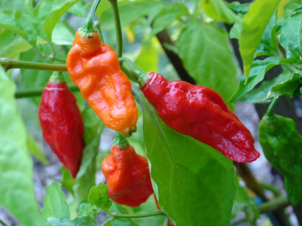 The ghost pepper is rated at over one million Scoville units, and Mike Smith's is rated at 2.48 million (Photo: Thaumaturgist)