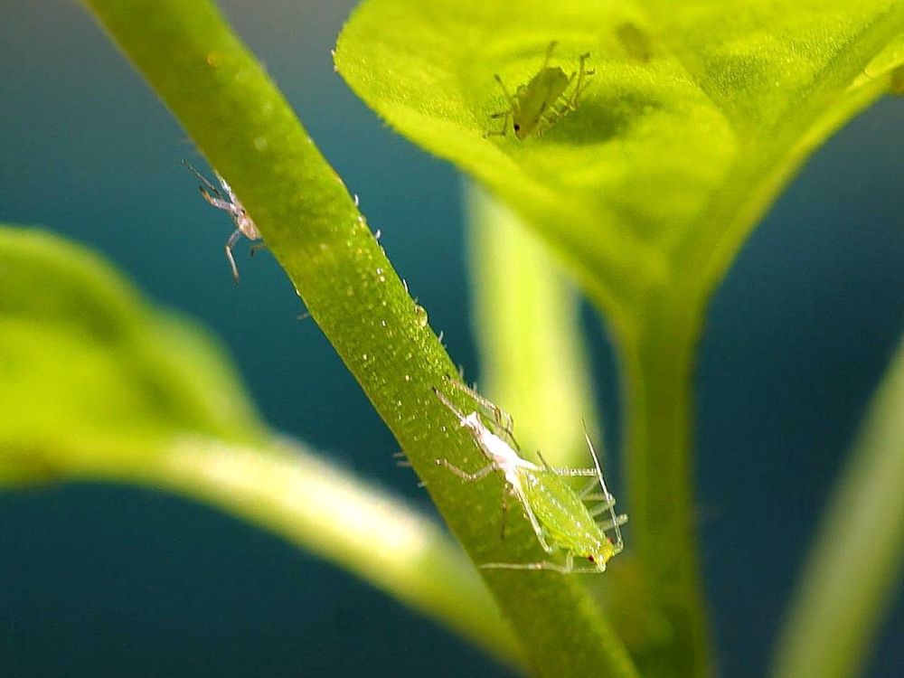 The Royal Botanic Gardens at Kew said the increase in trade and weak border controls were causing invasive pests to cause damage to crops