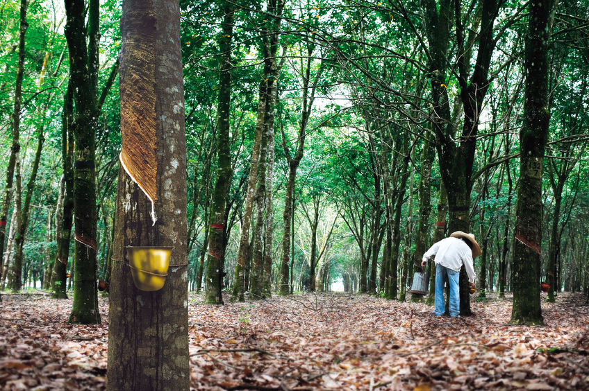 A rubber tree plantation in Thailand