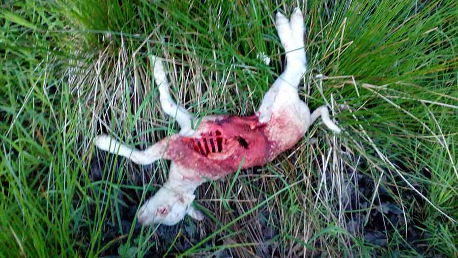 The lambs were killed in a field in Baughurst, near Reading