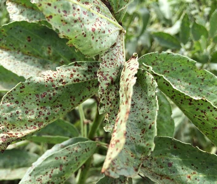 Chocolate spot in beans