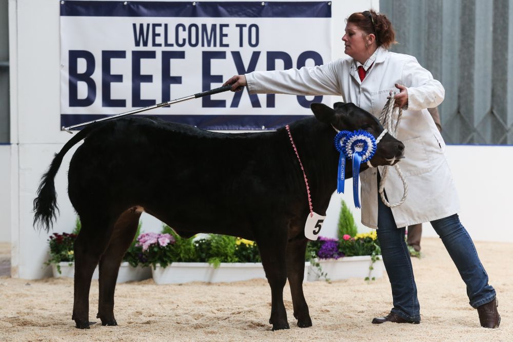 The Beef Expo is the biggest event in the British beef industry calendar