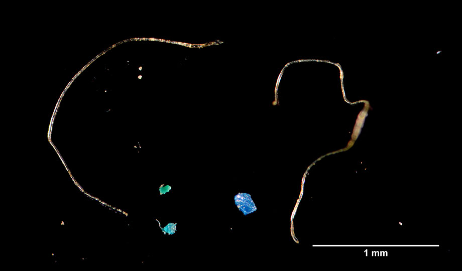 Farm-bound sludge teems with tiny plastic fibres (Photo: Brunel University London)