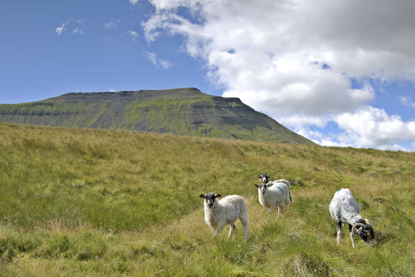 The sheep went missing on the foot of Ingleborough, the second highest peak in the Yorkshire Dales (Stock photo)
