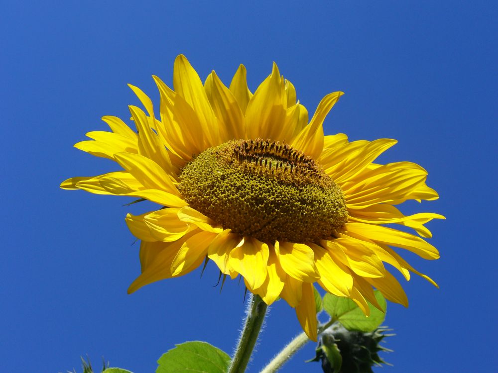 Sunflower genome sequence to provide roadmap for more resilient crops (Photo: Marcin Szala)