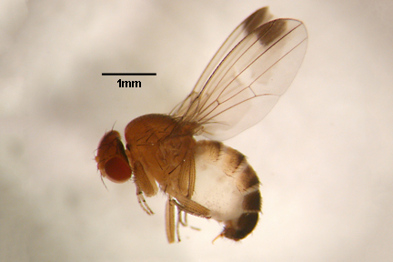 Spotted wing drosophila (Photo: RHS.ORG.UK)