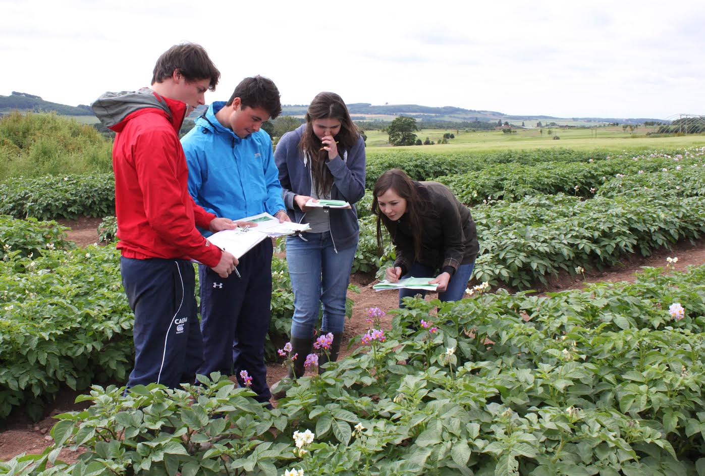 Only roguers have the skills, senses and stamina to identify plants with diseases and root out the threats