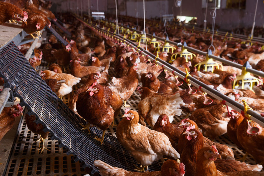 The confirmation is seen as a step towards decarbonising poultry farming