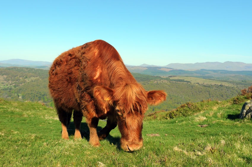 New incidence of bovine TB down 35% in IAA, report shows