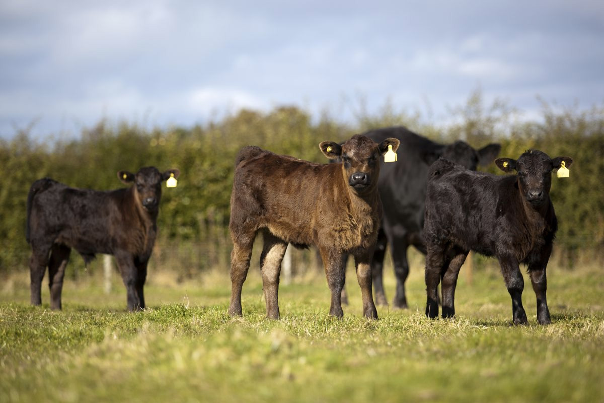 Farmers have welcomed the BSE negligible risk status 