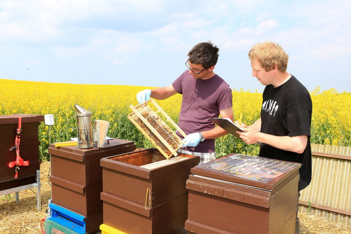 Beekeeping could be a fun way to diversify