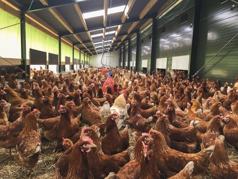 The egg sector reiterates the importance of high levels of bio-security in protecting flocks