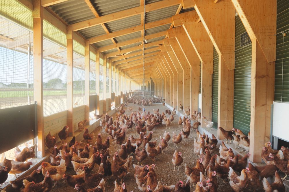 The egg industry has considered a number of options for protecting free range status in the event of another housing order