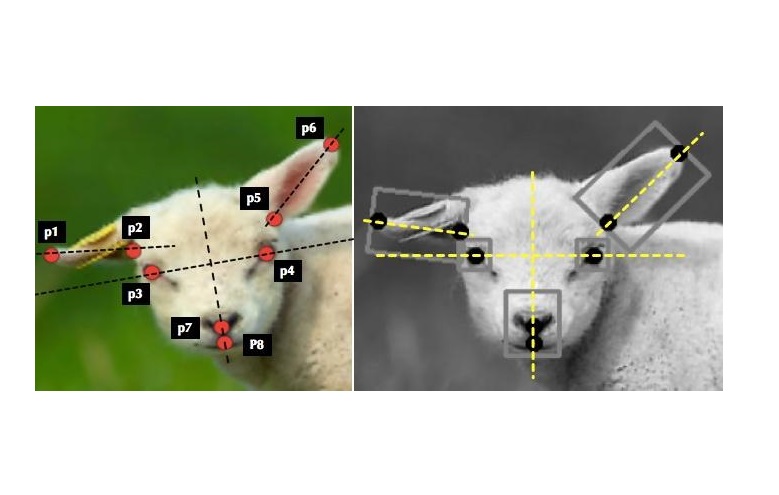 Left: Localized facial landmarks. Right: Normalized sheep face marked with feature bounding boxes (Photo: University of Cambridge)