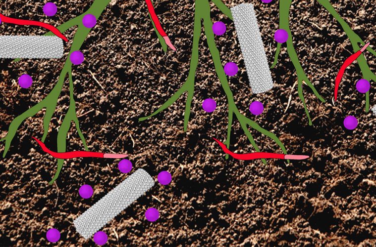 Roots of a corn plant infected by endoparasitic nematodes (in red). The plant is being treated with a pesticide (purple sphere) encapsulated into Tobacco mild green mosaic virus (grey rods)