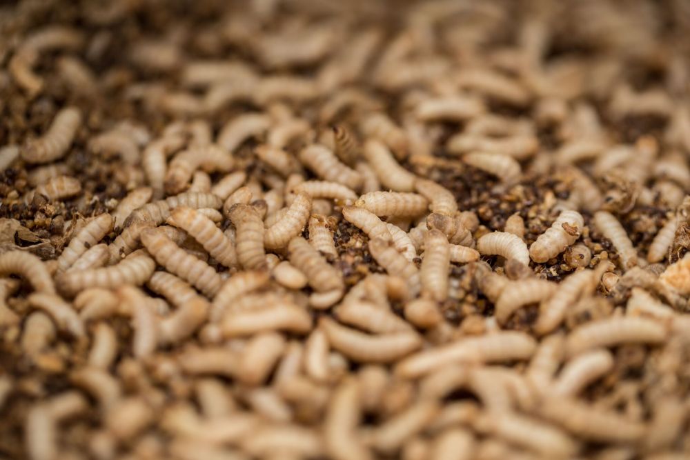 The EU is being urged to introduce the same insect-feed standards for poultry and pork industries