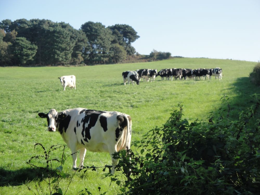 The dairy farming family have 160 Holstein-Friesian cows (Stock Photo)