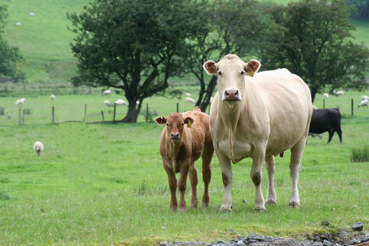 The Beef Efficiency Scheme requires farmers taking part to collect tissue samples from a proportion of their calves born every year